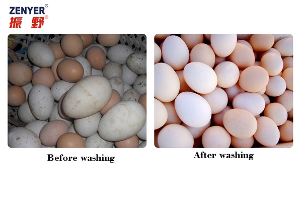 Double Row Electric Water Recycle Use Hen Egg Cleaner Equipment Duck Egg  Washing Machine - AliExpress